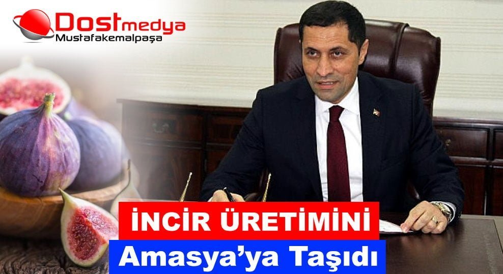 İncir üretimini Amasya’ya taşıdı