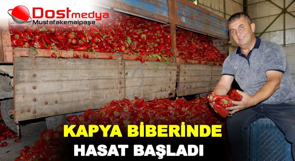 KAPYA BİBERİNDE HASAT BAŞLADI