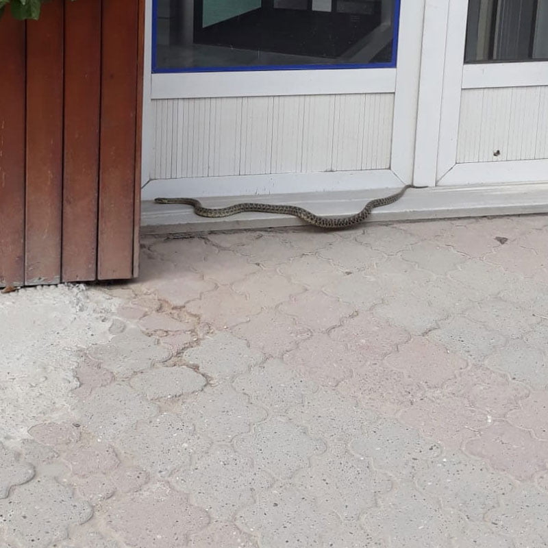 Mustafakemalpaşa Sokakları'nda Yılanlar Görülmeye Başladı