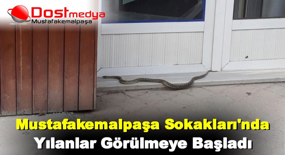 Mustafakemalpaşa Sokakları’nda Yılanlar Görülmeye Başladı
