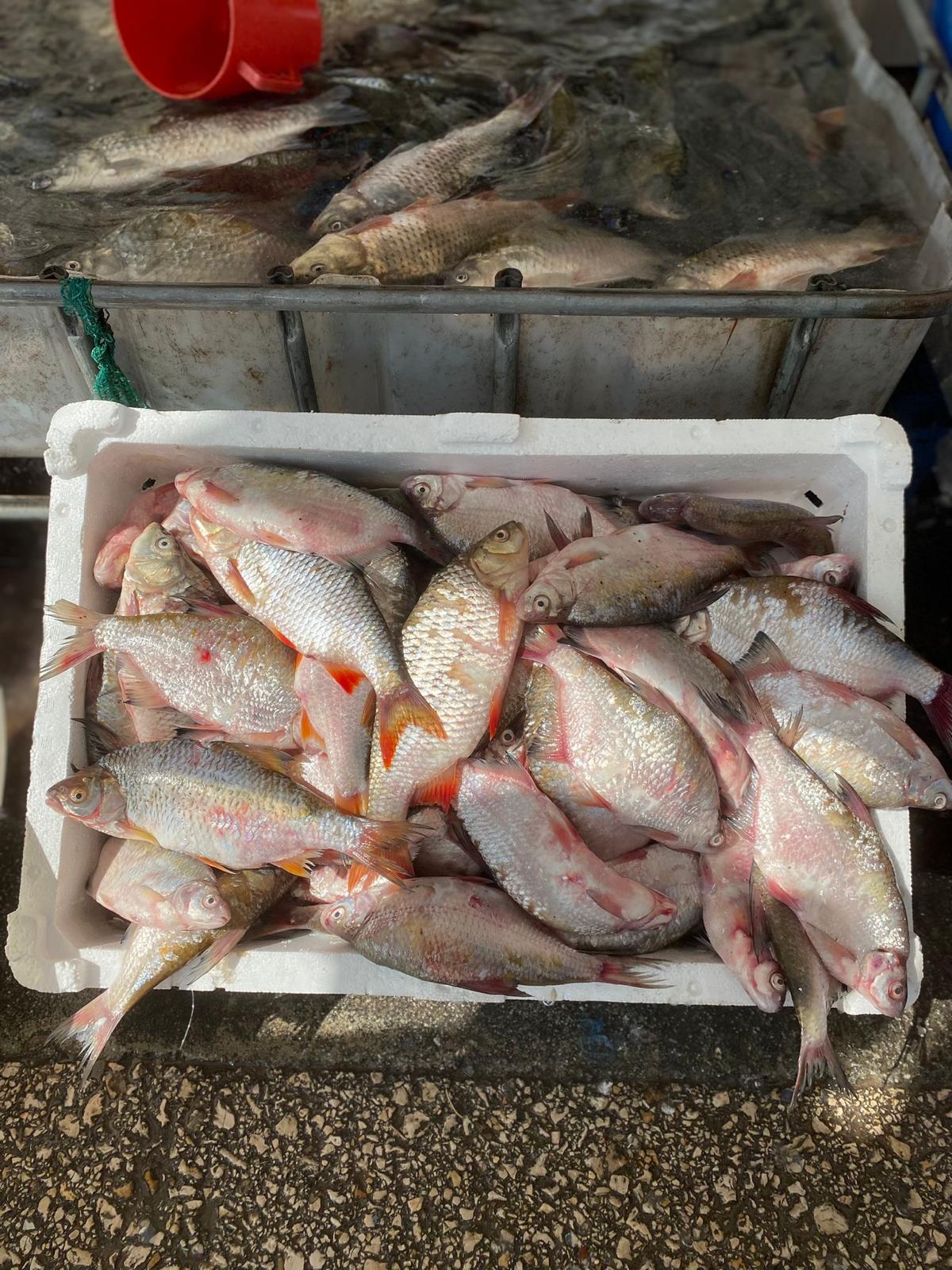 Mustafakemalpaşa Perşembe Pazarı Balık Fiyatları
