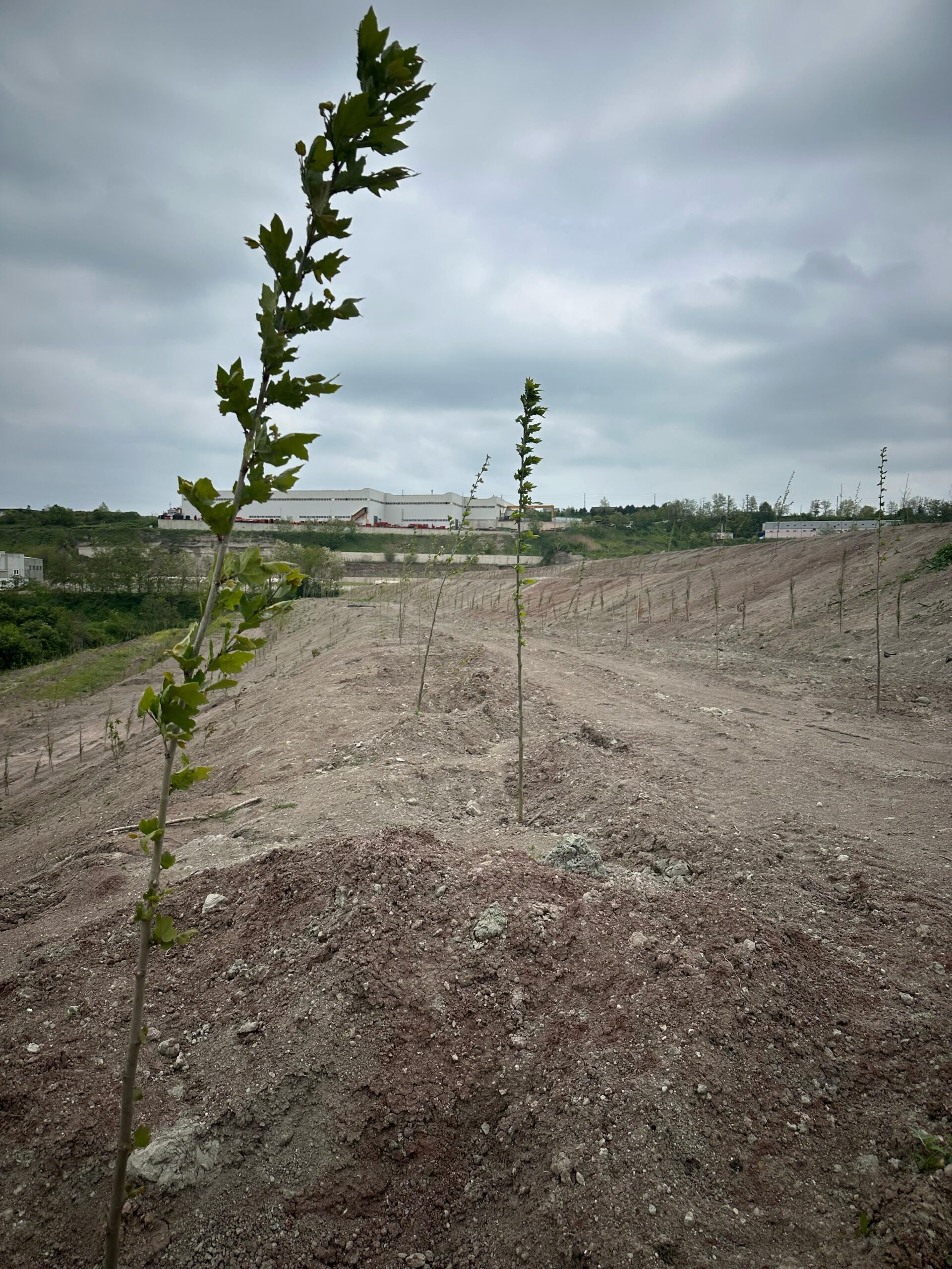 KADİR HOŞGÖR HATIRA ORMANI OLUŞTURULMASI PLANLANMAKTA