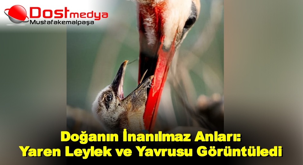 Doğanın İnanılmaz Anları: Yaren Leylek ve Yavrusu Görüntüledi