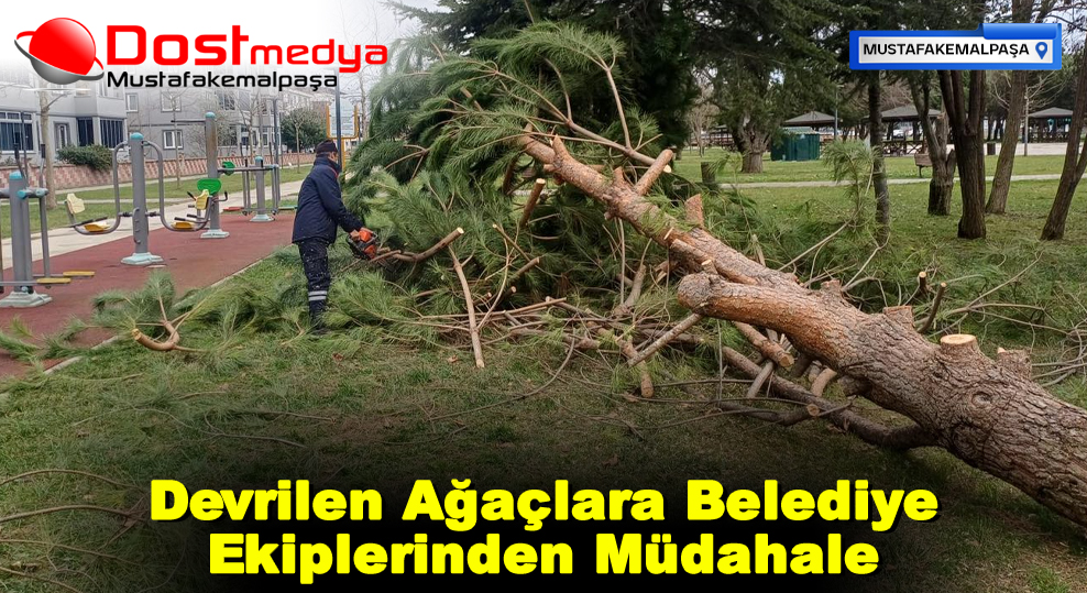 Devrilen Ağaçlara Belediye Ekiplerinden Müdahale