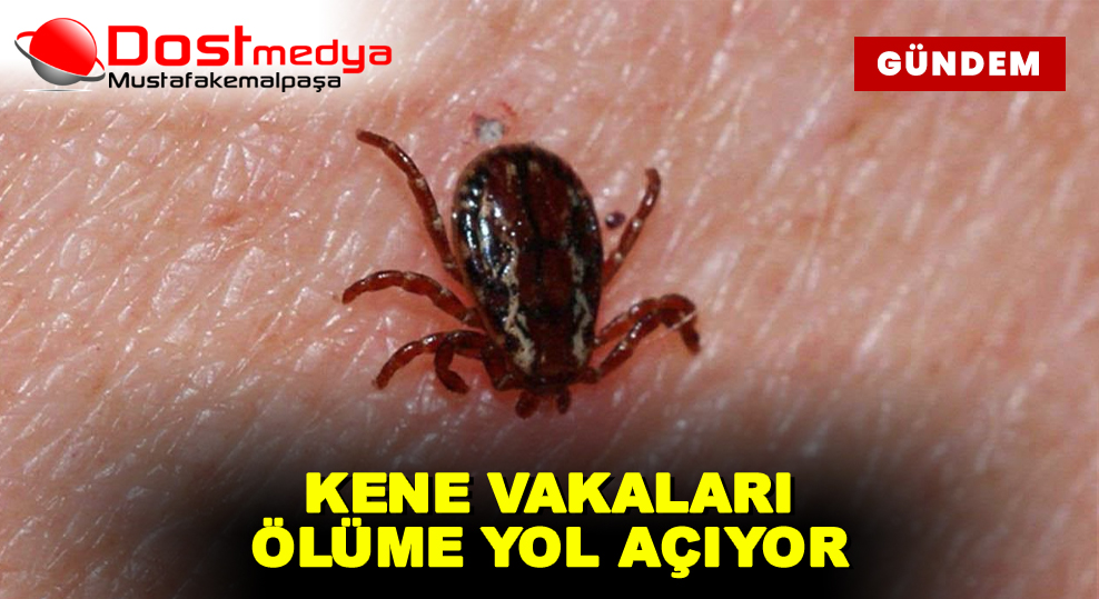 KENE VAKALARI ÖLÜME YOL AÇIYOR
