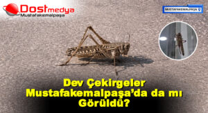 Dev Çekirgeler Mustafakemalpaşa’da da mı Görüldü?