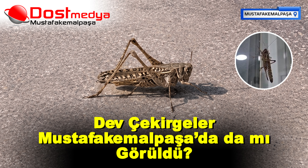 Dev Çekirgeler Mustafakemalpaşa’da da mı Görüldü?