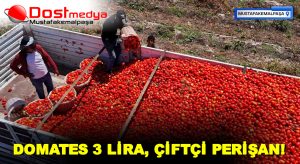 DOMATES 3 LİRA, ÇİFTÇİ PERİŞAN!