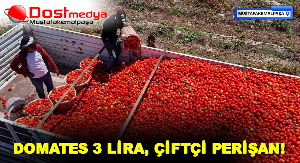 DOMATES 3 LİRA, ÇİFTÇİ PERİŞAN!